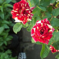 Rosa rossa striata bianca