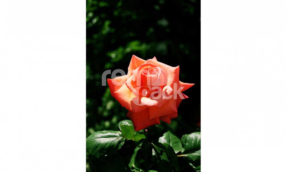 Etchette Stampabl Per Confezon Regalo - Le Romantche - Foto 9