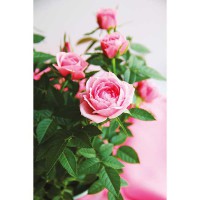Rosa rosa