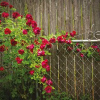 Rosa rampicante rossa