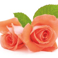 Rosa arancione