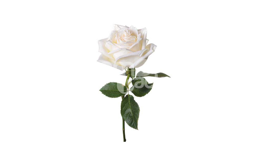 Rosa bianca
