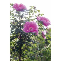 Rosa heidetraum