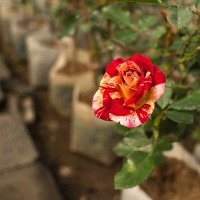 Rosa rossa striata gialla