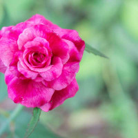 Rosa fucsia