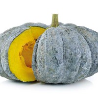 ZUCCA BERETTA PIACENTINA