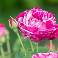 Rosa fucsia striata bianca